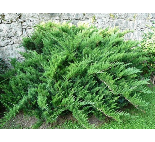 Можжевельник казацкий  Тамарисцифолия  (Tamariscifolia) С2